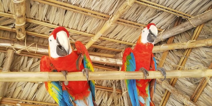 Papagayos de la Selv Central