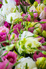 Eustoma flowers close-up blurred background