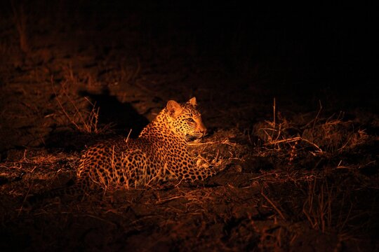 The African leopard (Panthera pardus pardus) female on the hunt.