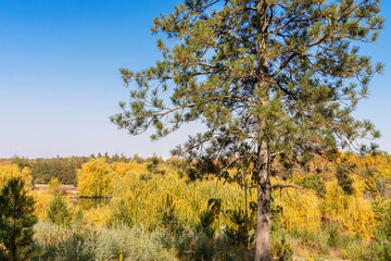 Fototapeta premium Autumn landscape. Autumn trees and plants. Fall. Yellow, orange, red, brown, green leaves. Gold autumn. Blue sky