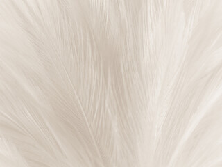 Beautiful abstract black feathers on dark background, gray feather texture on black background, white feather background