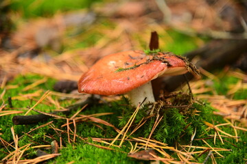 Collection of mushrooms is in the autumn forest. Russula atropurpurea mushroom