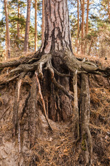 pine roots, tree roots, Pine forest