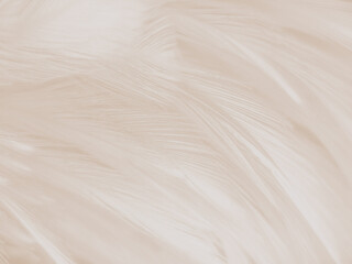 Beautiful abstract black feathers on dark background, gray feather texture on black background, white feather background