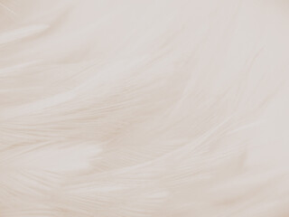 Obraz premium Beautiful abstract black feathers on dark background, gray feather texture on black background, white feather background