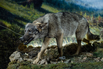wolf in aggressive attitude, Museo Comarcal de Molina de Aragón, Guadalajara, Spain