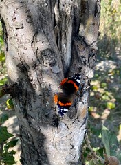 bug on a tree