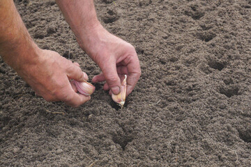 Manual planting of garlic in the garden. Autumn gardening.