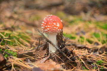 Mushroom red fly-agaric in the autumn forest macro