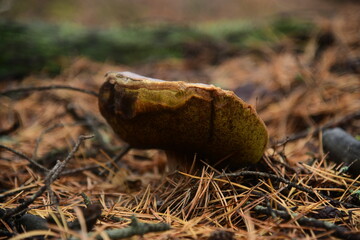 Boletus edulis in the autumn forest macro