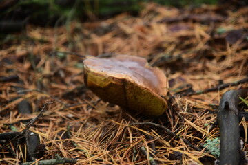 Boletus edulis in the autumn forest macro
