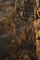 brown coastal rocks with limpets during sunset at the Mediterranean sea close-up vertical