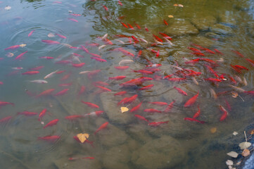 nishikigoi carp in pond. Feeding fish