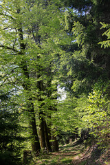 Alte Bäume säumen die Wege im einstigen herzoglichen Wald. Kleinschmalkalden, Thüringen, Deutschland, Europa  --  Old trees line the paths in the former ducal forest. Kleinschmalkalden, Thuringia, Ge
