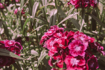 close-up live flower turkish carnation