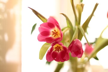 bouquet of pink tulips in vase in sunshine on white background. flowers for womens day