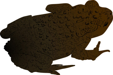 dark brown frog isolated on white