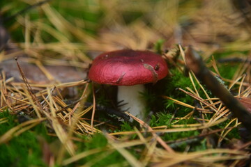 Collection of mushrooms is in the autumn forest. Russula atropurpurea mushroom