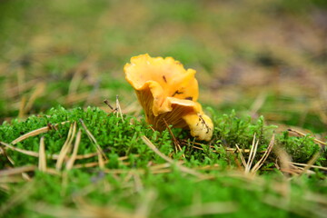 Chanterelles mushrooms in the autumn forest macro