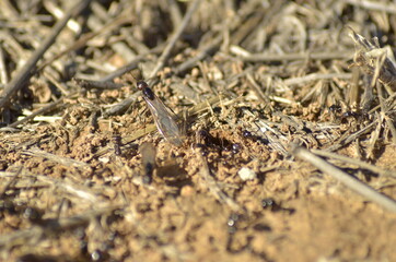 Flying ant coming out of the anthill