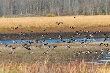 Flocks of Migration Flock of Greater White-fronted Geese and Canadian geese