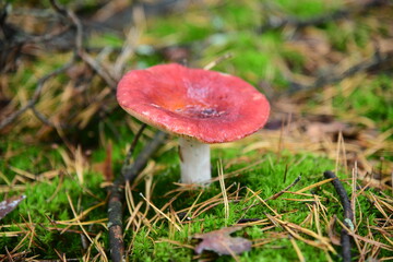 Collection of mushrooms is in the autumn forest. Russula atropurpurea mushroom