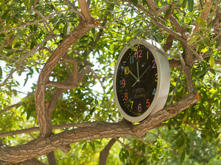 clock with phrase Carpe Diem on tree branch 