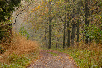 mystical road in the fog in the autumn forest, Silesia, Poland.