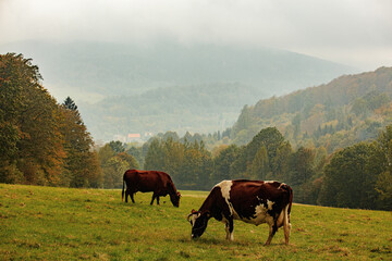 Obraz premium cows graze in a mountain meadow in the Sudetes in autumn