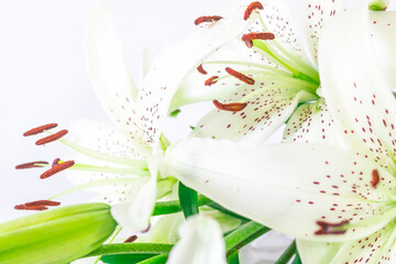 White Lily flowers with speckled petals on a white background