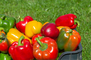 a colorful mix of paprika capsicum in a box on a green grass background.Close up.