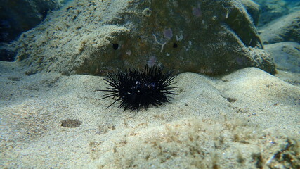 Dead black sea urchin (Arbacia lixula) undersea, Aegean Sea, Greece, Halkidiki
