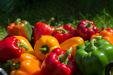 a colorful mix of paprika capsicum in a box on a green grass background.Close up.