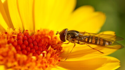 yellow flower  and hoverfly