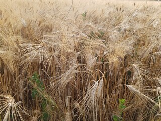 field of wheat