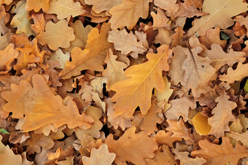 autumn leaves of oak on the ground