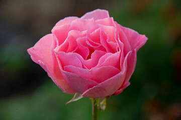 pink rose in dew drops on a green background