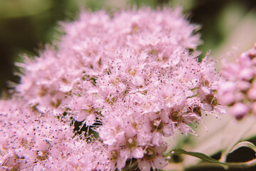 close-up of living flower spirea