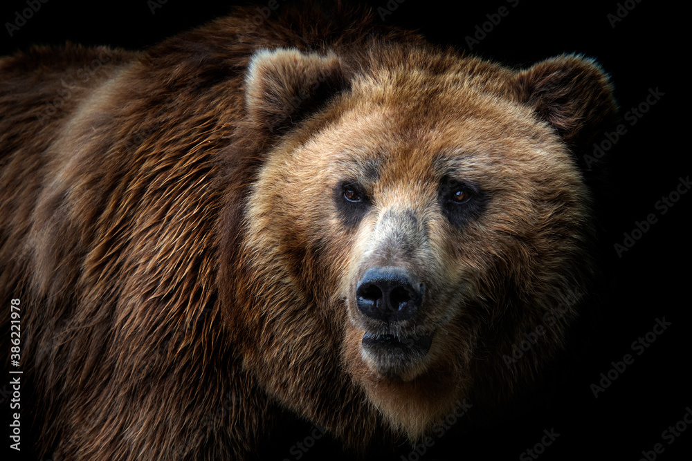 Wall mural front view of brown bear isolated on black background. portrait of kamchatka bear (ursus arctos beri