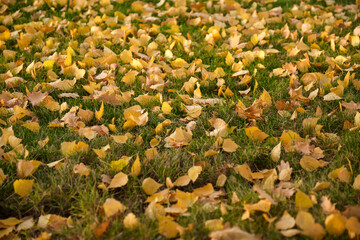yellow leaves on the green grass