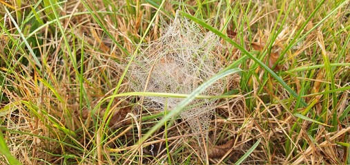 cobweb morning dew grass