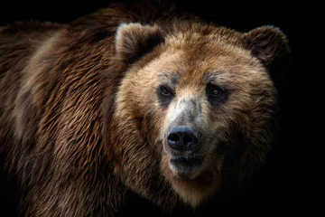 Foto op Aluminium Front view of brown bear isolated on black background. Portrait of Kamchatka bear (Ursus arctos beringianus) © Lubos Chlubny