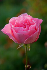 pink rose in dew drops on a green background