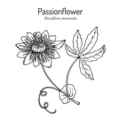Purple passionflower Passiflora incarnata , medicinal plant - obrazy, fototapety, plakaty