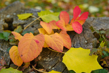 autumn leaves in the forest