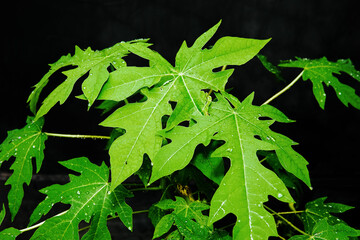 papaya leaves are fresh green after rain with raindrops