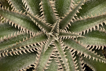 Agave background