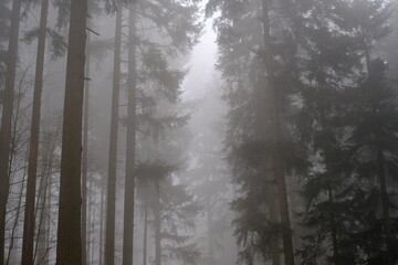 fog in the forest - 386223589