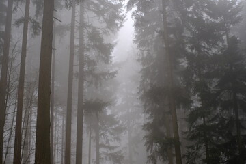 fog in the forest