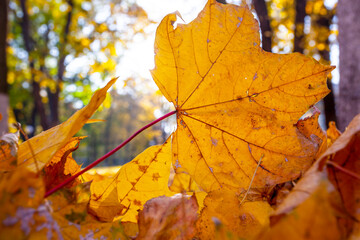 Fototapeta na wymiar Yellow autumn Maple leaf during the Sunny day in park